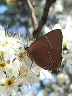 Image of White-M Hairstreak