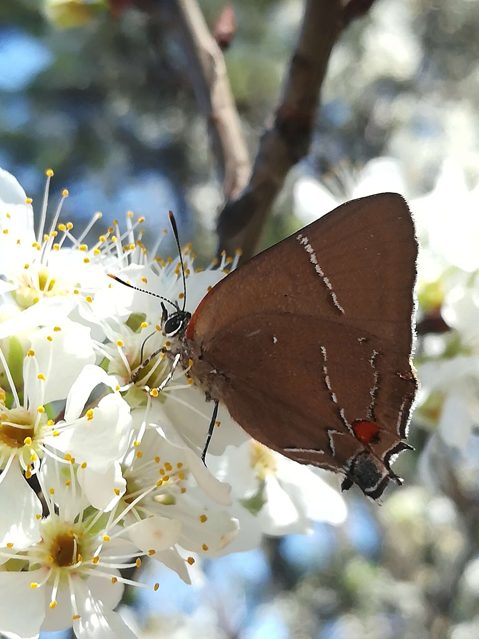 Image of White-M Hairstreak