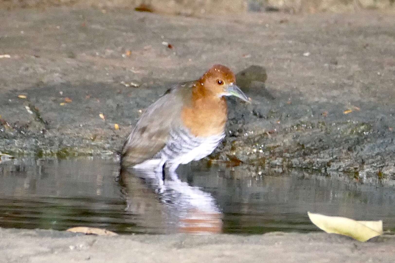 Rallina eurizonoides (Lafresnaye 1845) resmi