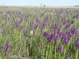 Image of Anacamptis morio subsp. picta (Loisel.) Jacquet & Scappat.