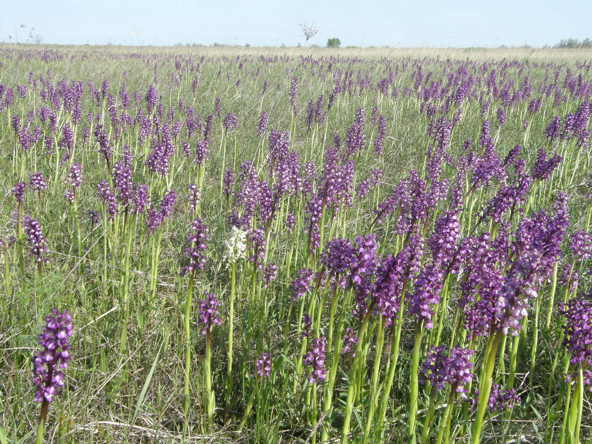 Image of Anacamptis morio subsp. picta (Loisel.) Jacquet & Scappat.