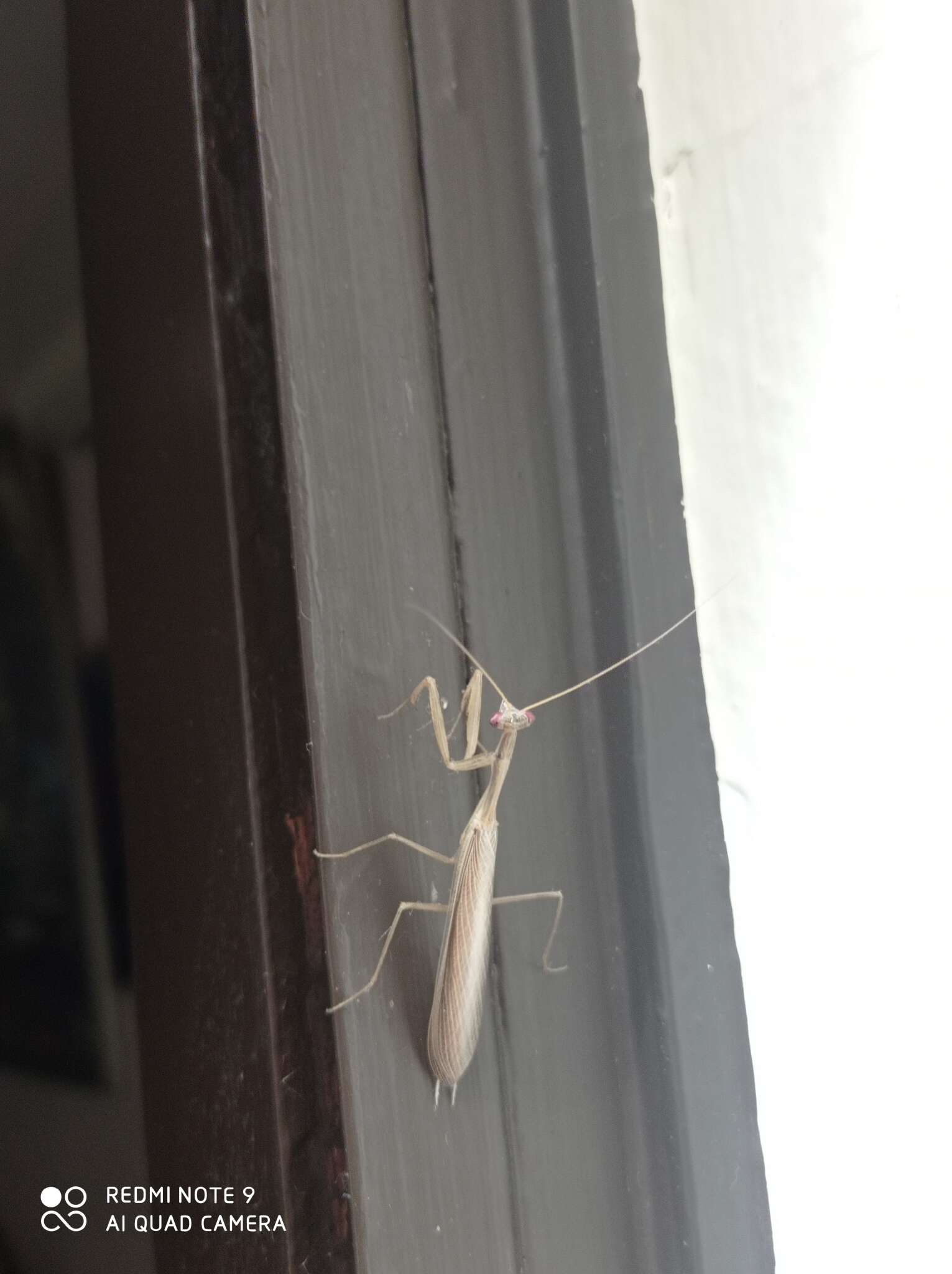 Image of Egyptian praying mantis