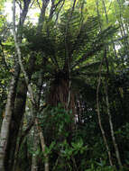 Image of Tree Fern Soft