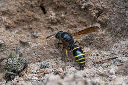 Sivun Symmorphus murarius (Linnaeus 1758) kuva