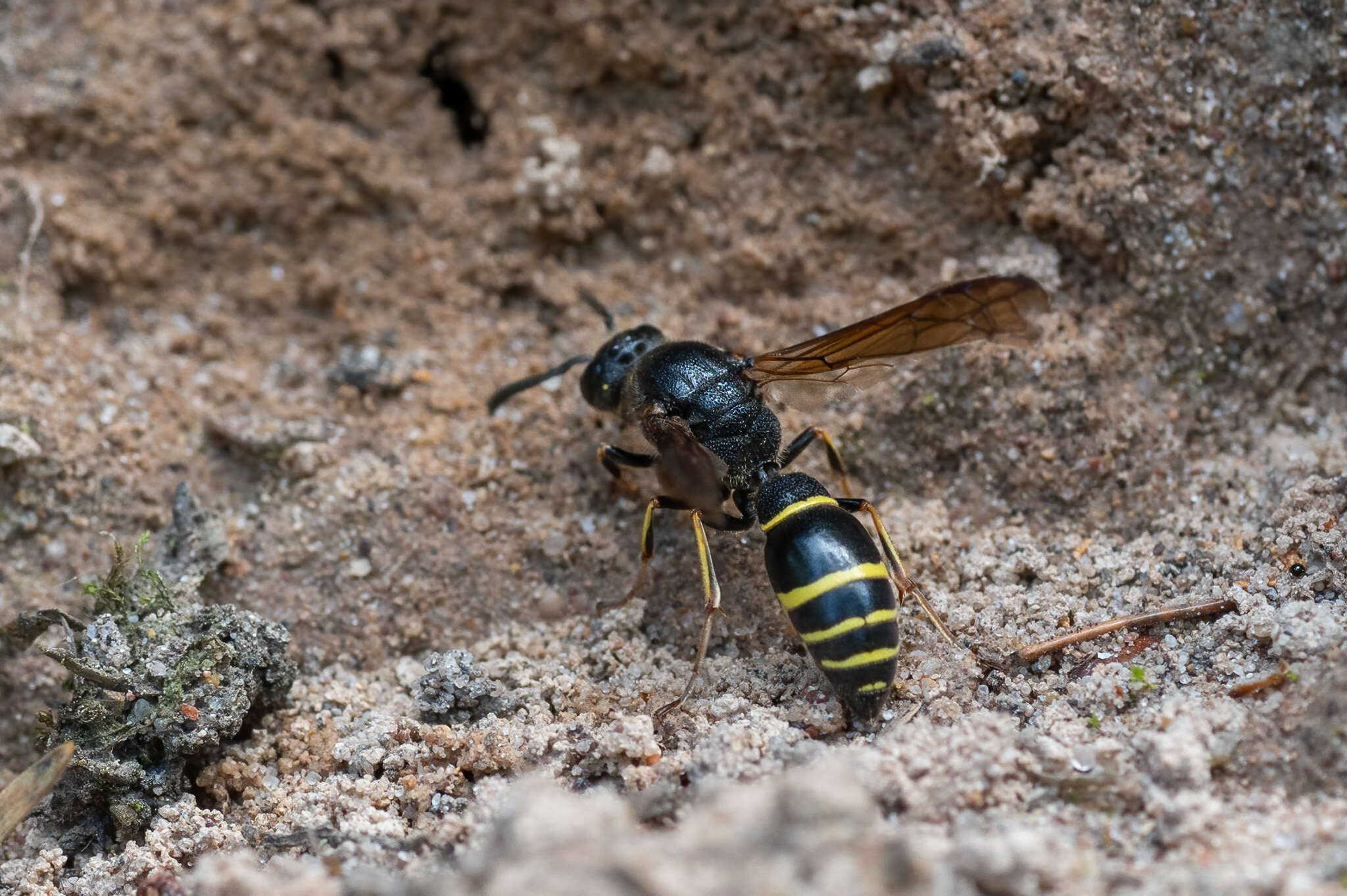 Sivun Symmorphus murarius (Linnaeus 1758) kuva