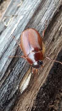 Image of Phyllophaga (Phyllophaga) futilis (Le Conte 1850)