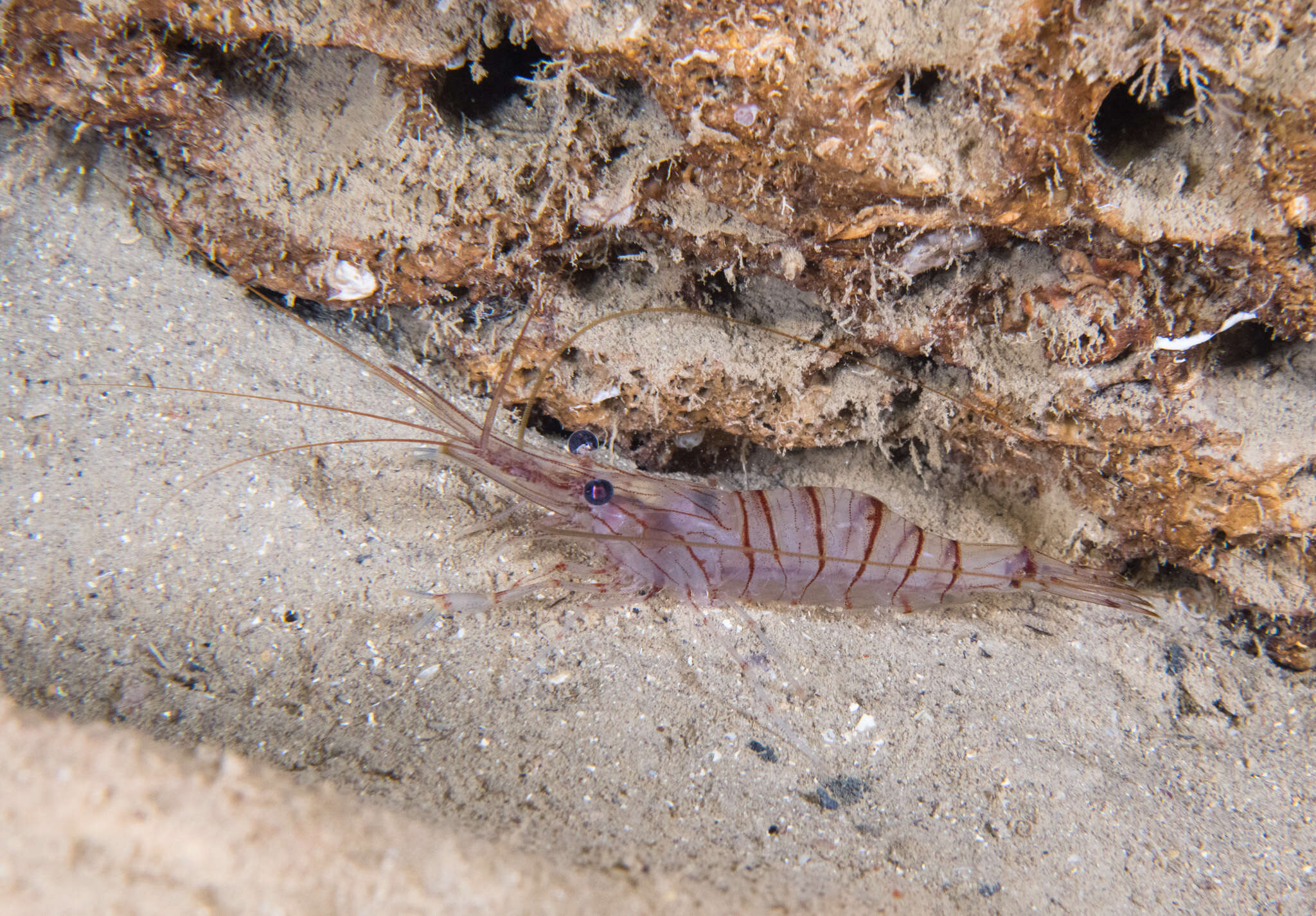 Image of Common prawn