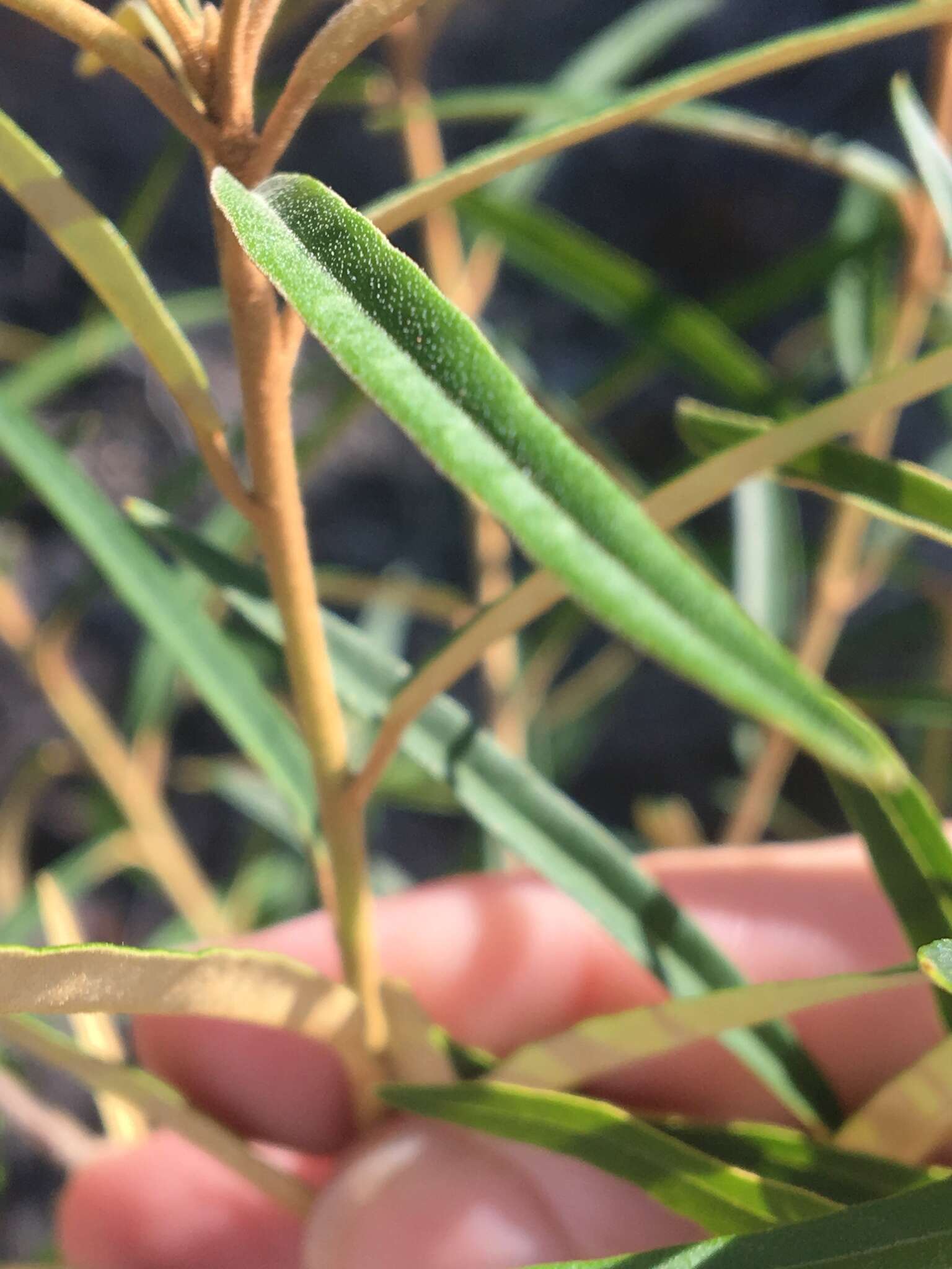 Image of Astrotricha longifolia Benth.