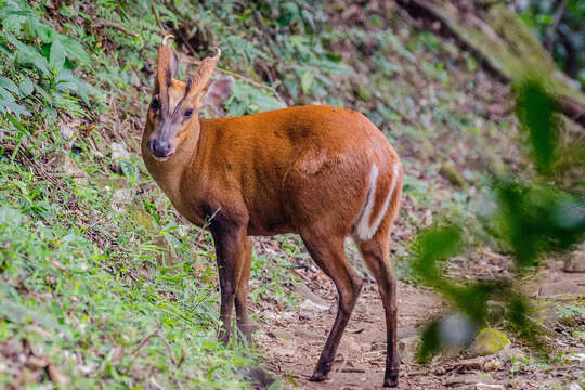 Image of Barking Deer