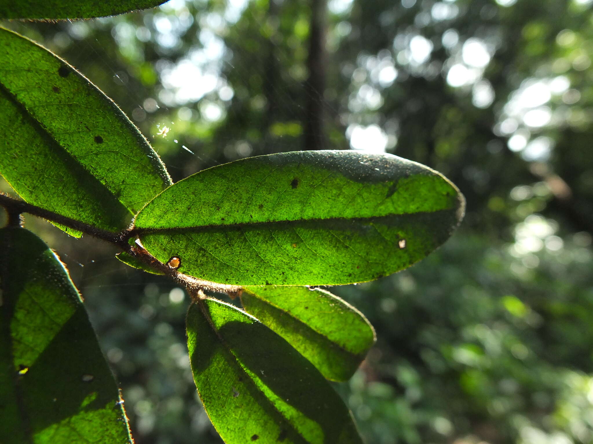 Plancia ëd Miliusa eriocarpa Dunn