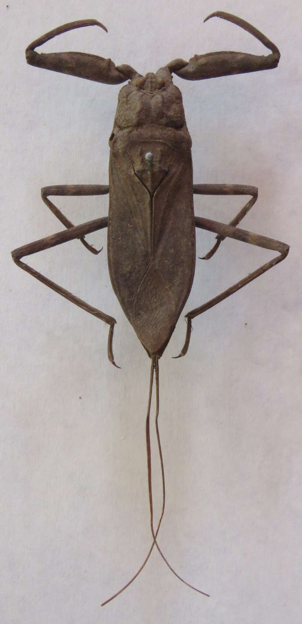 Image of Laccotrephes fuscus (Linnaeus 1758)