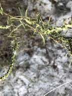 Image of narrowleaf marsh elder