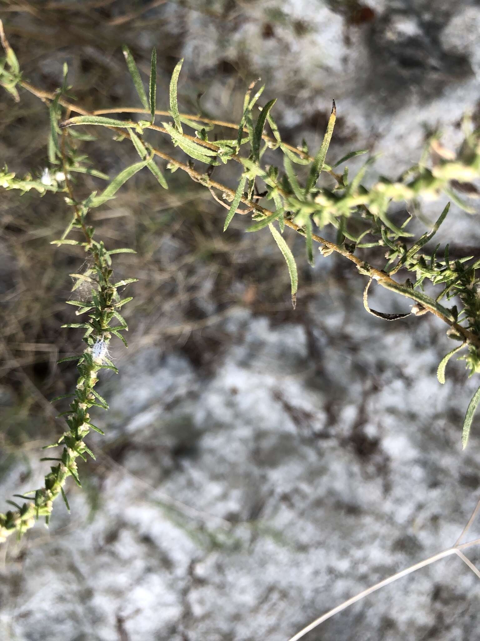 Image of narrowleaf marsh elder