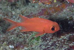 Image of Immaculate Squirrelfish