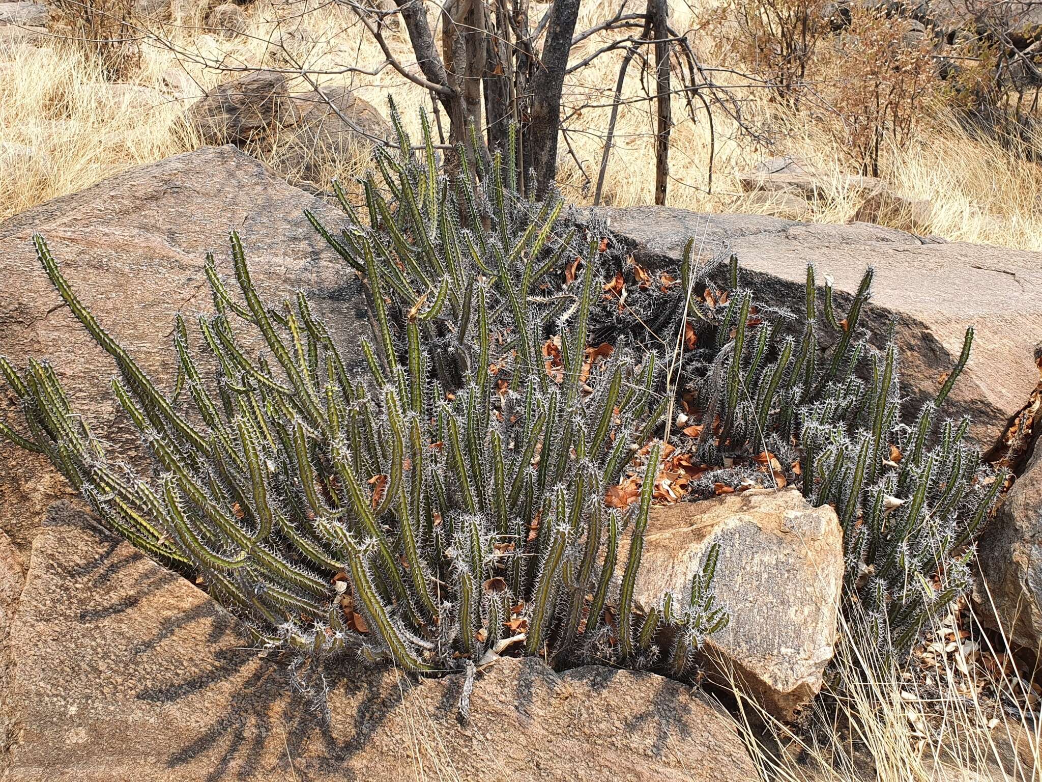 Image of Euphorbia griseola subsp. griseola