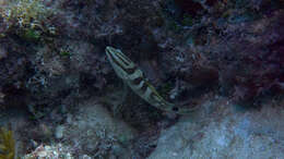 Image of Nassau Grouper