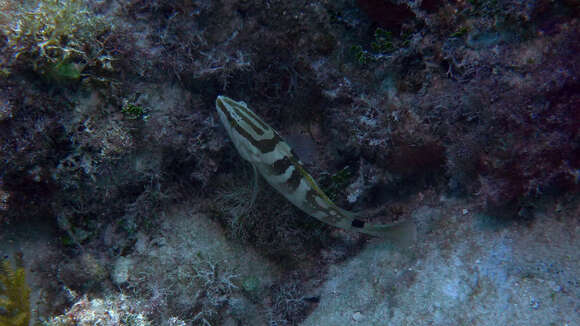 Image of Nassau Grouper