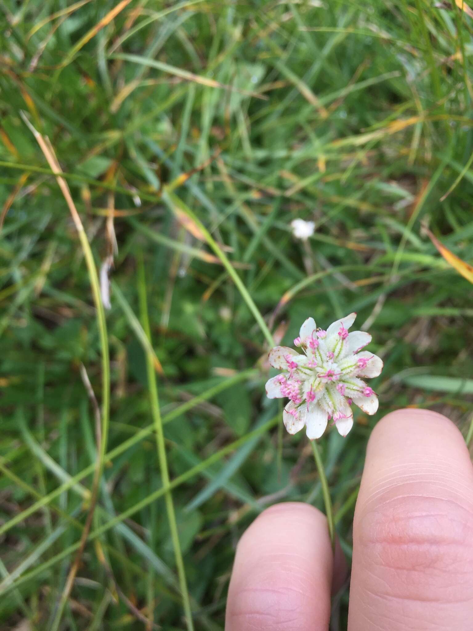 Imagem de Astrantia bavarica F. W. Schultz