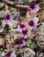 Image of Little Purple Monkey-Flower