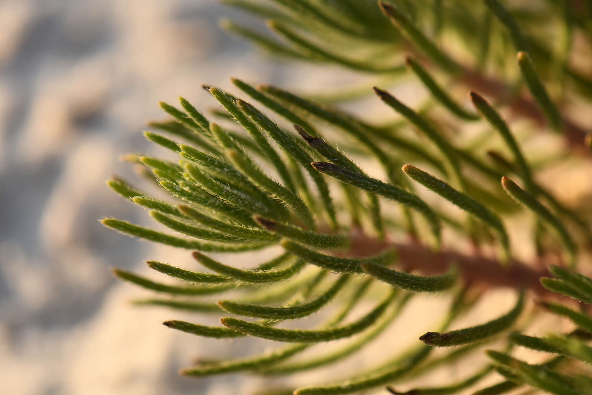 Image of sand fiddleleaf