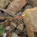 Image of Oxalis atacamensis K. Reiche