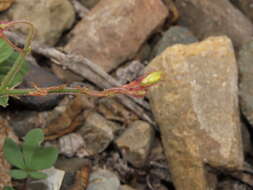 Image of Oxalis atacamensis K. Reiche