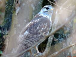 Buteo plagiatus (Schlegel 1862) resmi