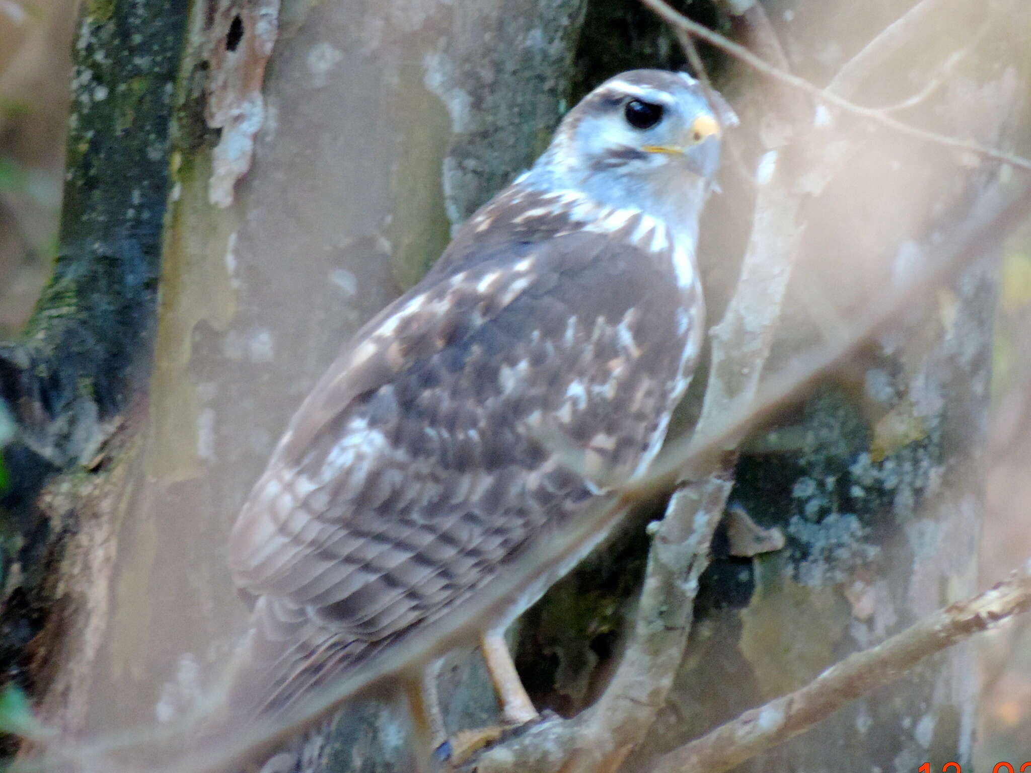 Imagem de Buteo plagiatus (Schlegel 1862)