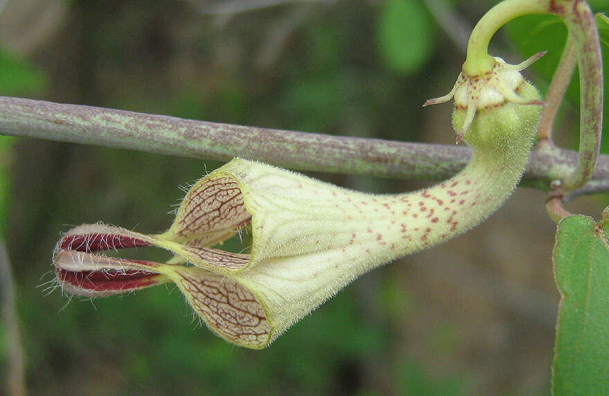 Image of Ceropegia lugardiae N. E. Br.