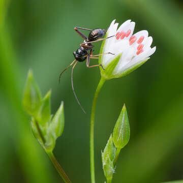 Myrmecophyes的圖片