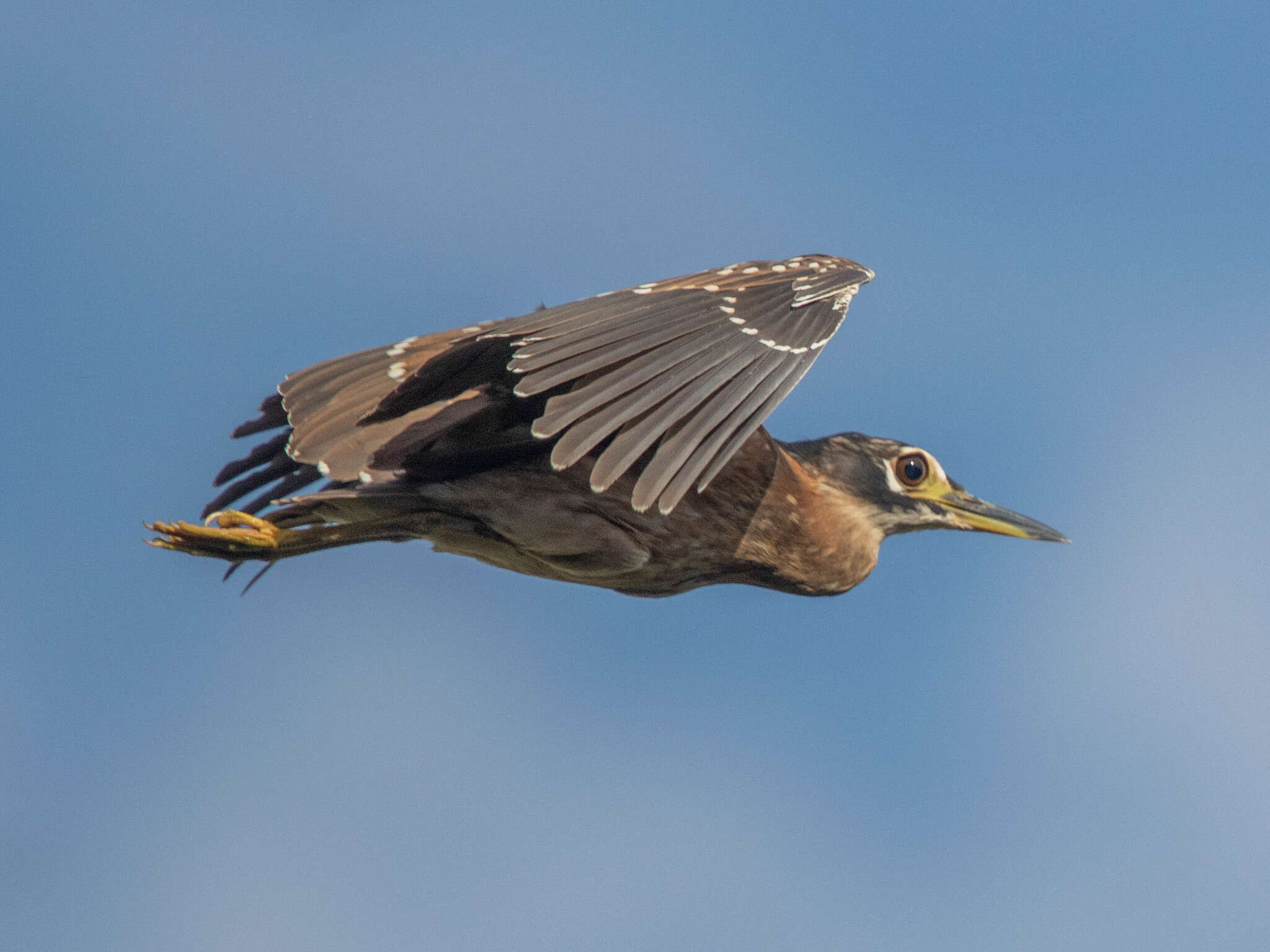 Image of White-backed Night Heron