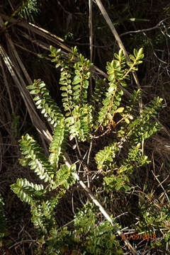 Image of Veronica vernicosa Hook. fil.