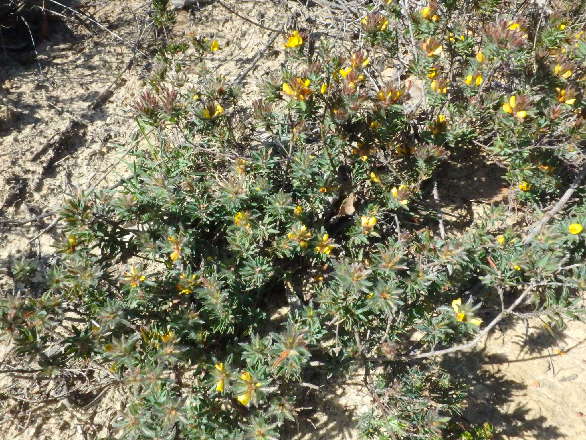 Imagem de Pultenaea trinervis J. M. Black