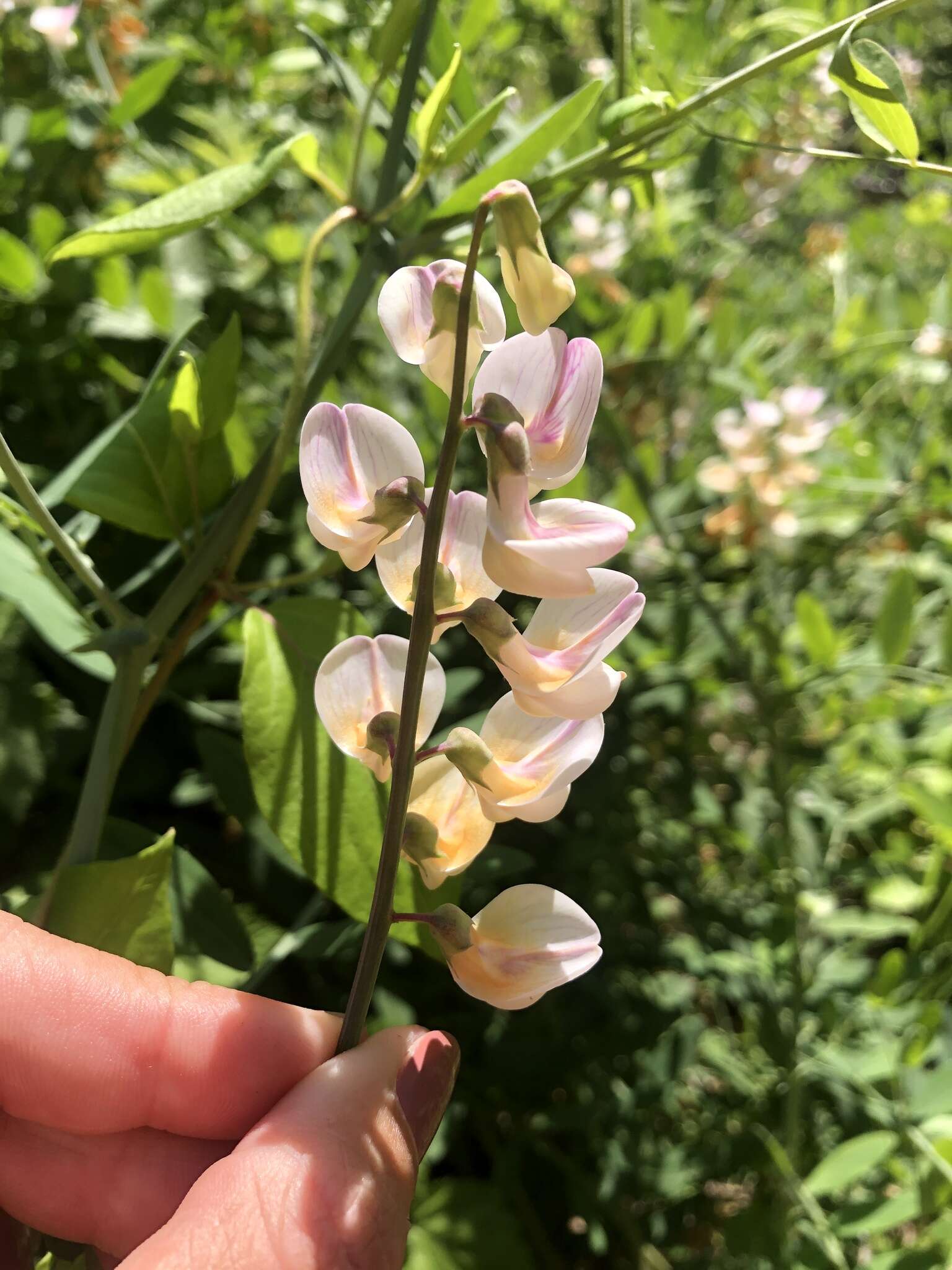 Imagem de Lathyrus jepsonii subsp. californicus (S. Watson) C. L. Hitchc.