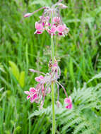 Image of Variable stork's-bill