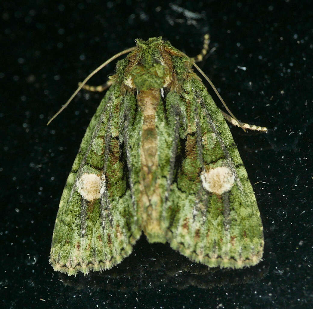 Image of Spotted Phosphila
