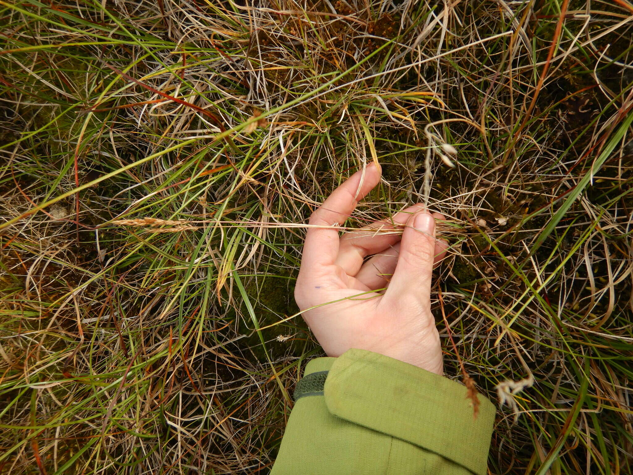 Image of Holm's reedgrass