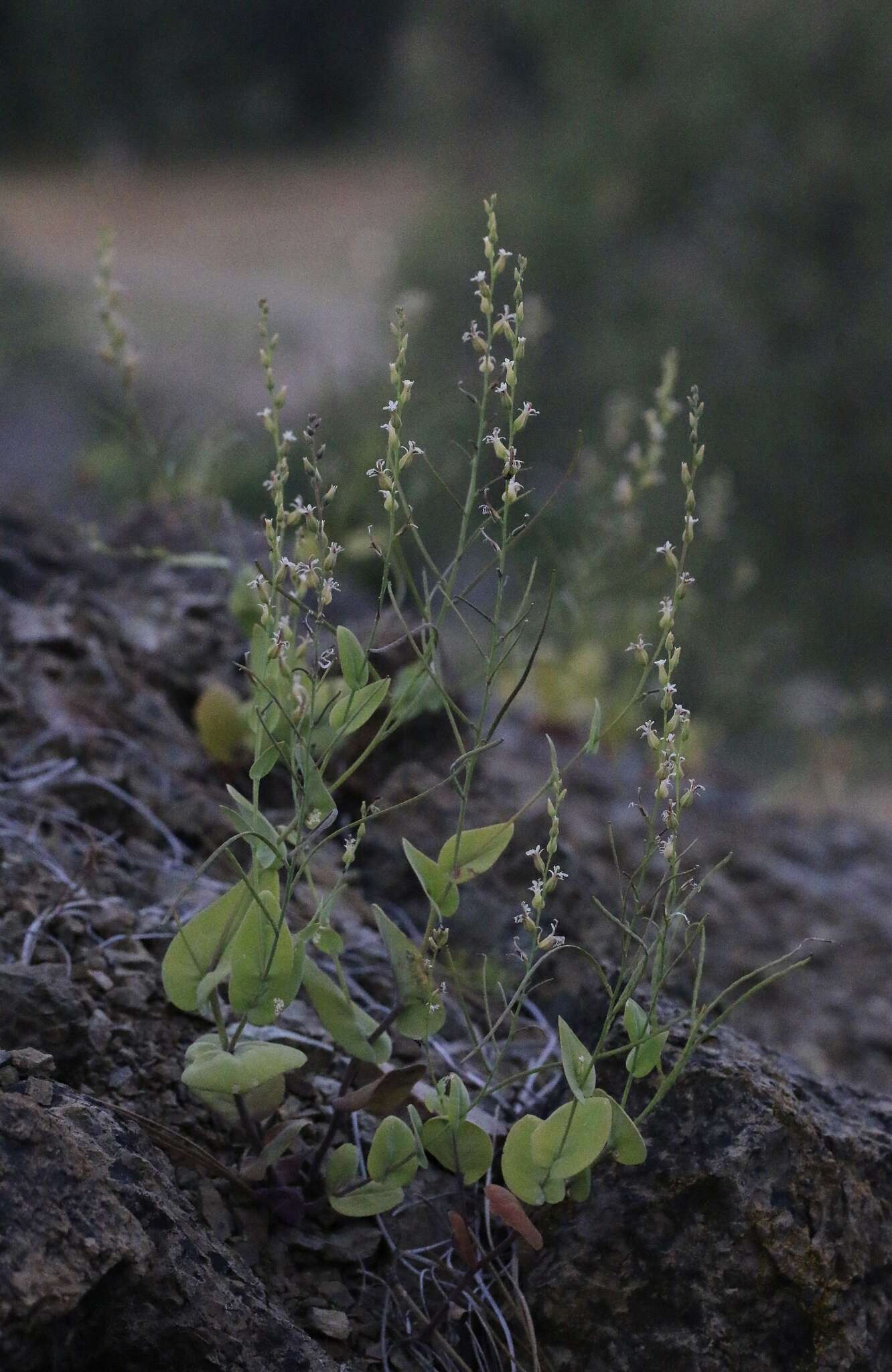 Image de Streptanthus drepanoides Kruckeb. & J. L. Morrison