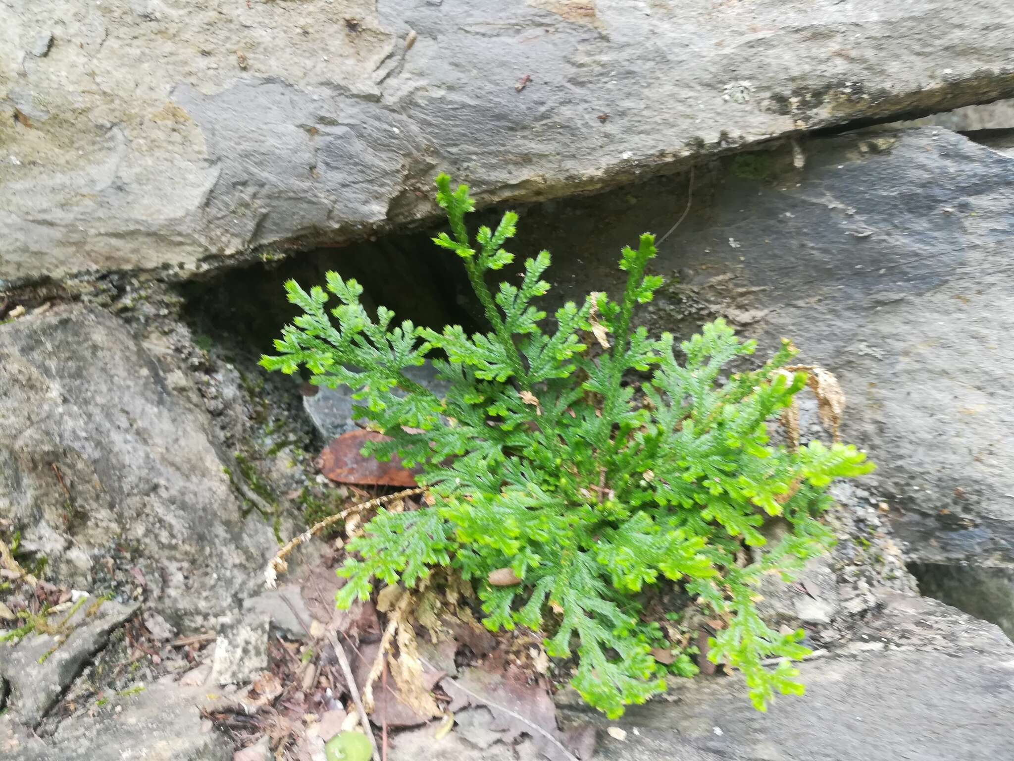 Image of Selaginella pallescens (C. Presl) Spring