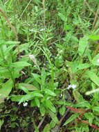 Image de Myosotis laxa subsp. cespitosa (C. F. Schultz) Nordh.