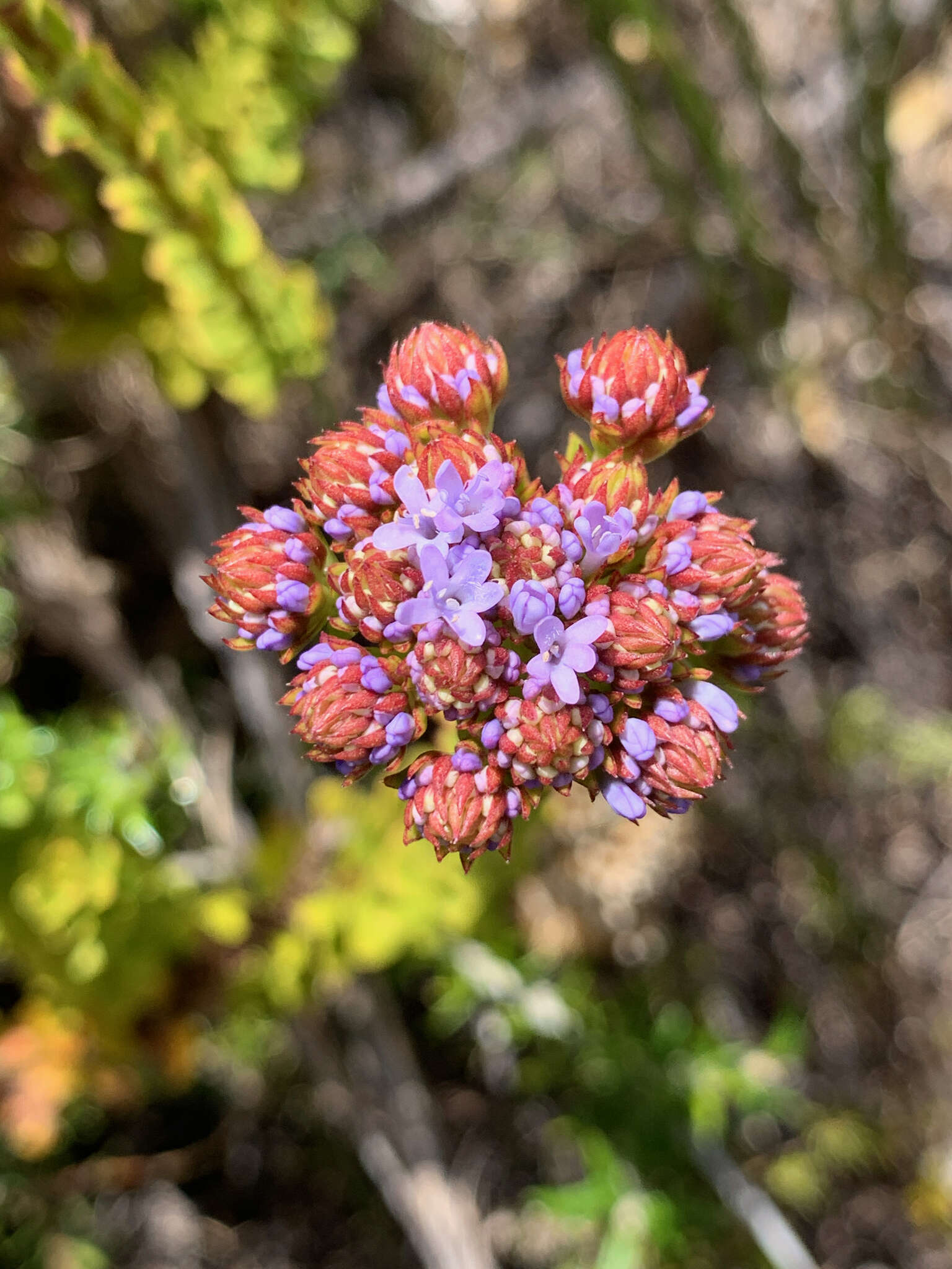 Image of Pseudoselago serrata (P. J. Bergius) O. M. Hilliard