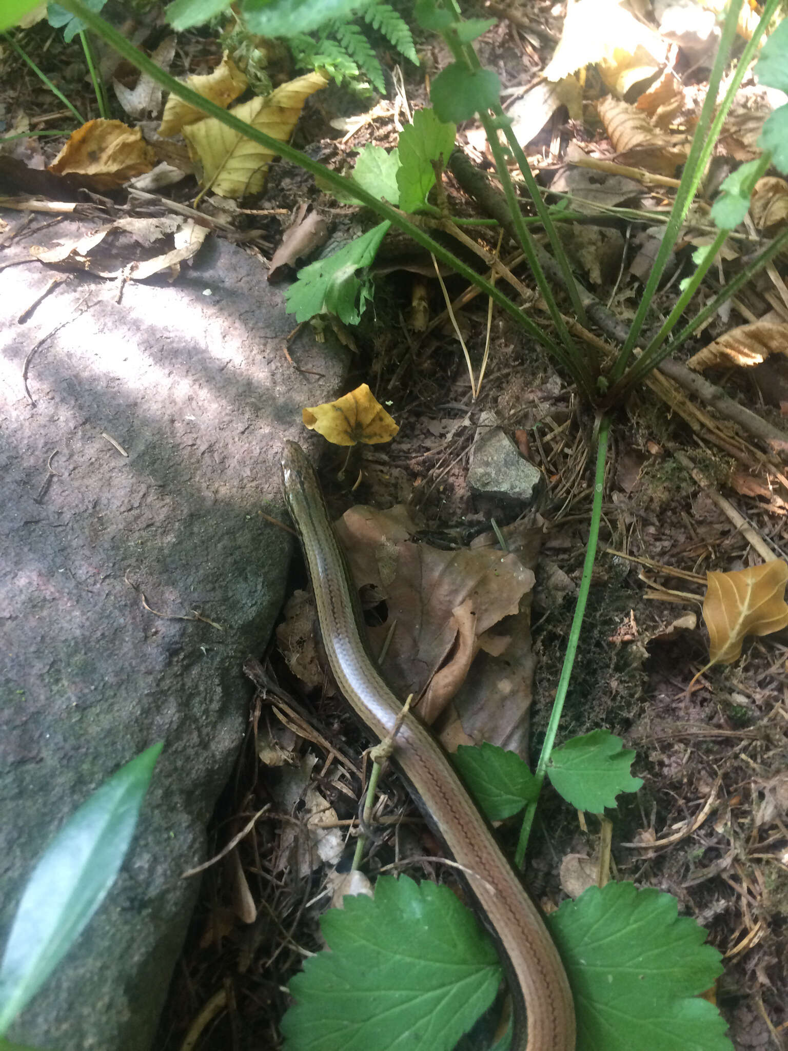 Image of Slow worm