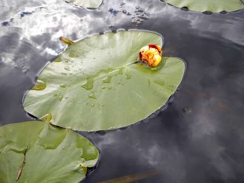 Image de Nuphar variegata Engelm. ex Dur.