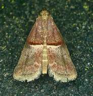 Acrobasis exsulella Zeller 1848 resmi