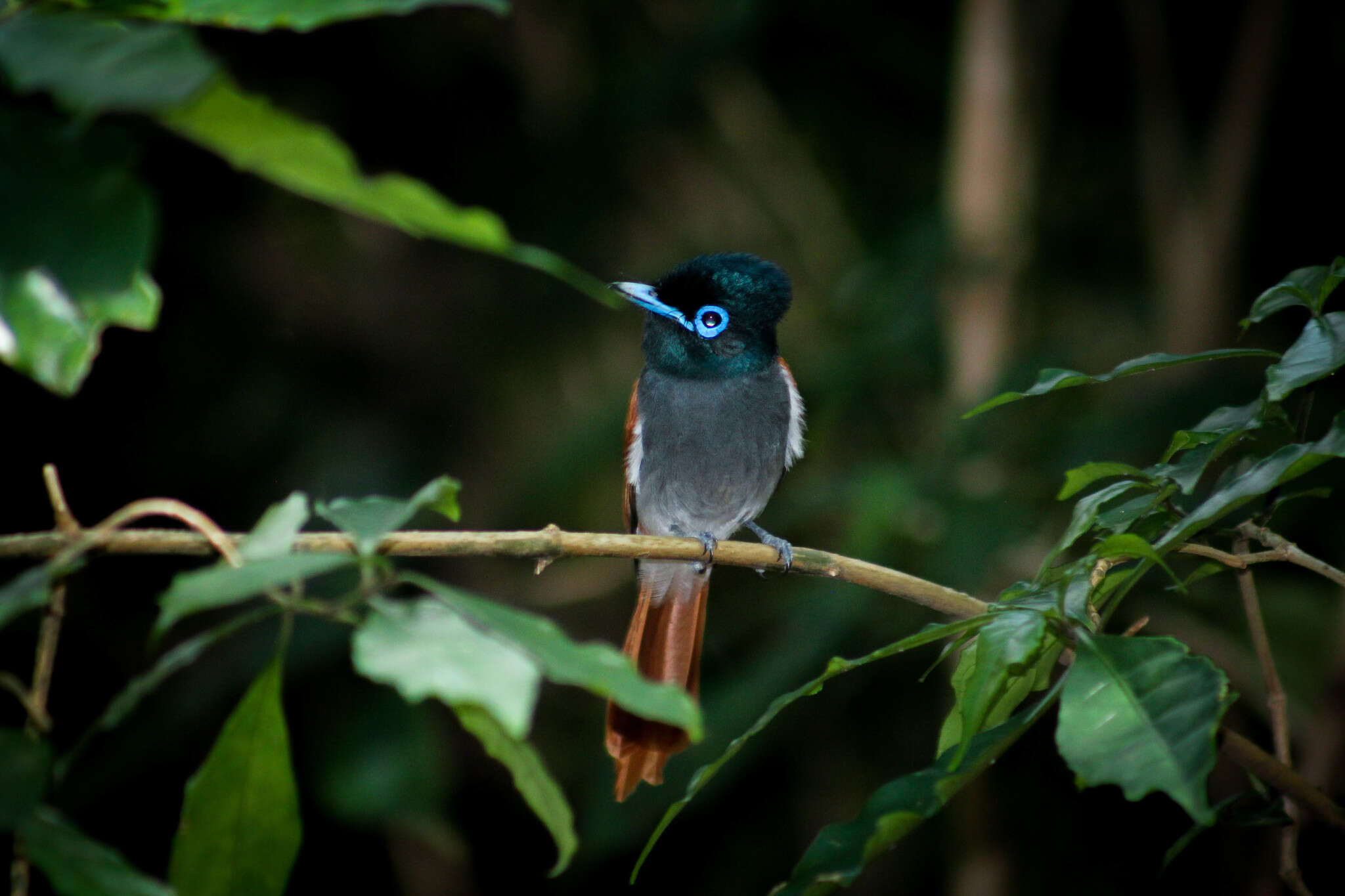 Image of African Paradise Flycatcher