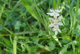 Sivun Wurmbea dioica subsp. dioica kuva