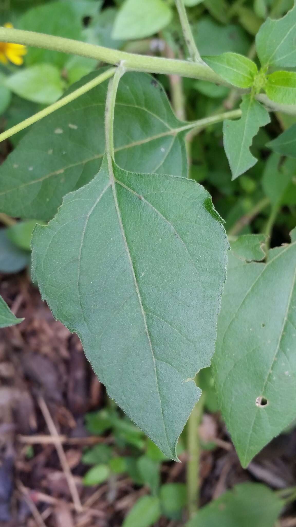 Sivun Viguiera dentata (Cavanilles) Spreng. kuva