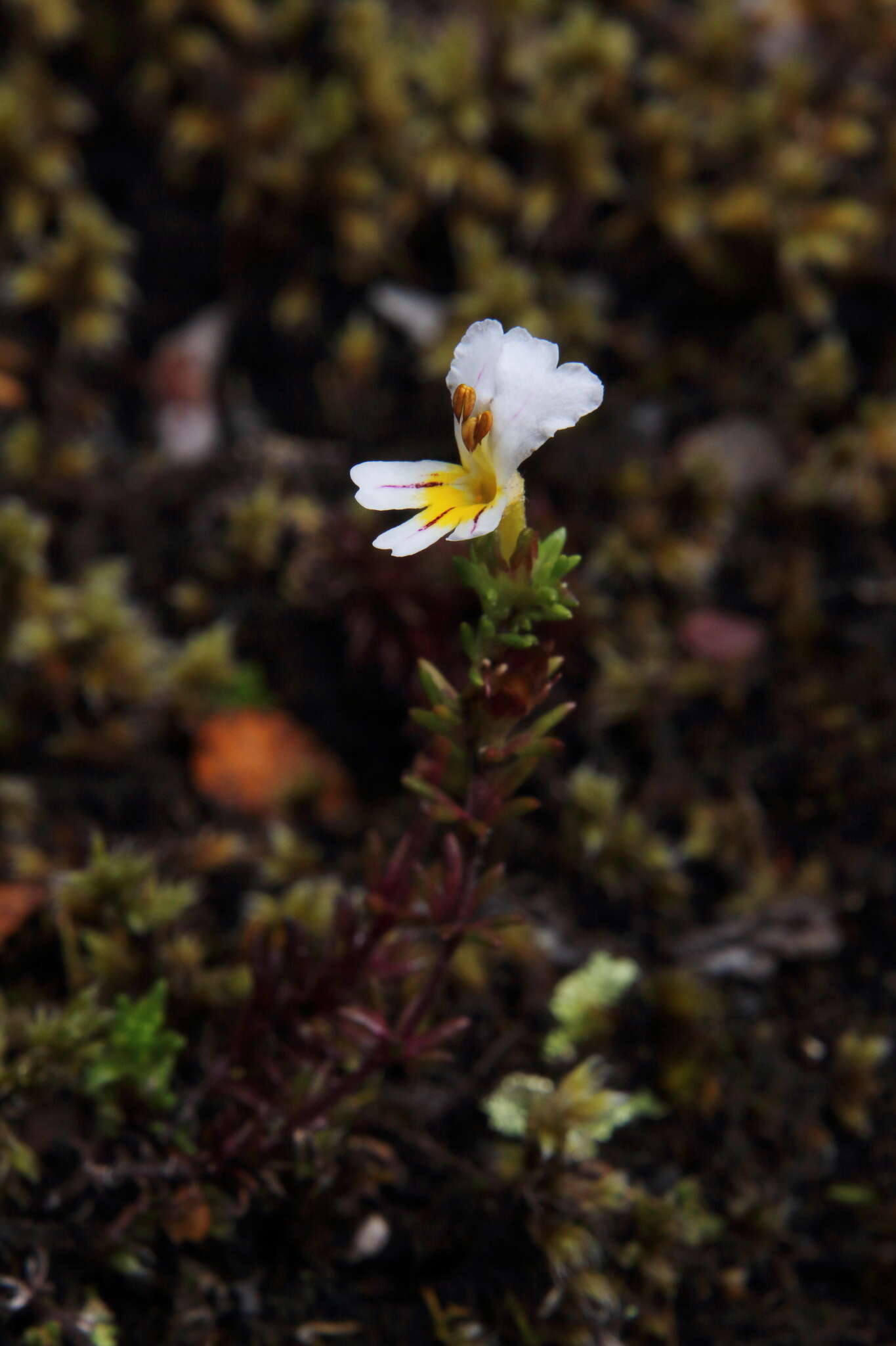 Image of Euphrasia trifida Poepp. ex Benth.