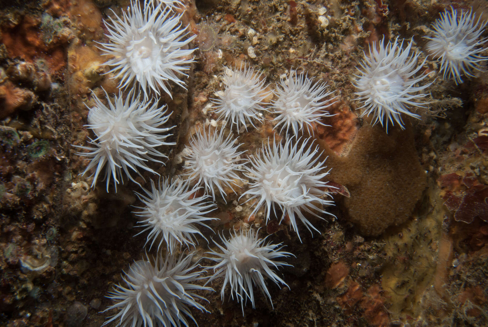 Image of thenarian burrowing anemones