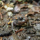 Sivun Telmatobufo venustus (Philippi 1899) kuva